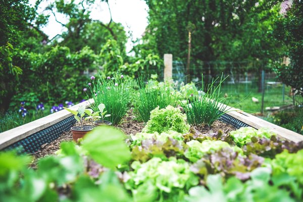 Comment avoir une bonne terre pour un potager ?